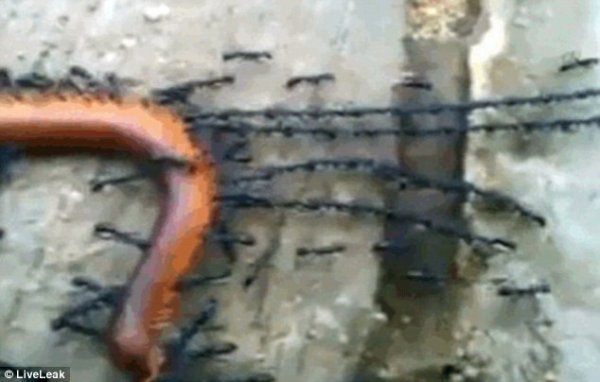 蚂蚁是如何合力搬运“巨型”昆虫的