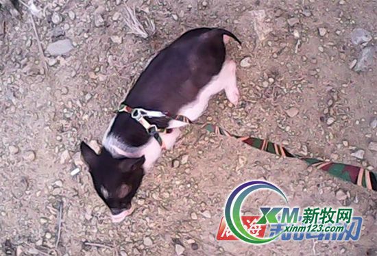 一年长到280斤买宠物实为金华猪