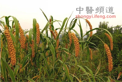 黄小米2014新米 小黄米 小米子农家有机杂粮 黄小米2014新米 小黄米 小米子农家有机杂粮